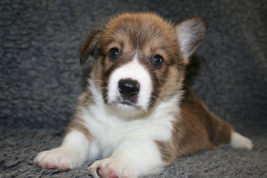 Puppies